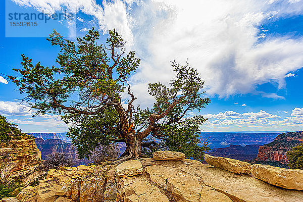 North Rim  Grand Canyon  Grand Canyon National Park; Arizona  Vereinigte Staaten von Amerika