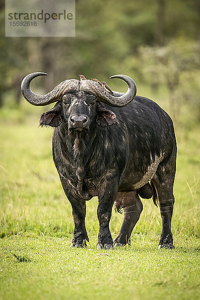 Kapbüffel (Syncerus caffe) steht mit Gelbschnabelspecht (Buphagus africanus) vor der Kamera  Cottar's 1920s Safari Camp  Maasai Mara National Reserve; Kenia