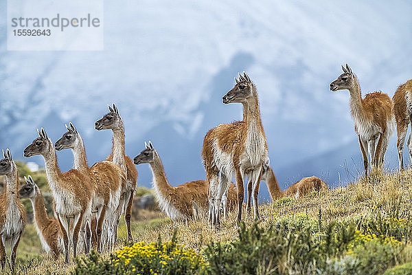 Das Guanako (Lama guanicoe) ist die Hauptnahrungsquelle des Pumas in Südchile; Torres del Paine  Chile