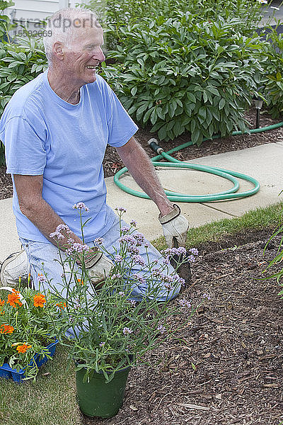 Älterer Mann pflanzt Blumen in seinem Garten