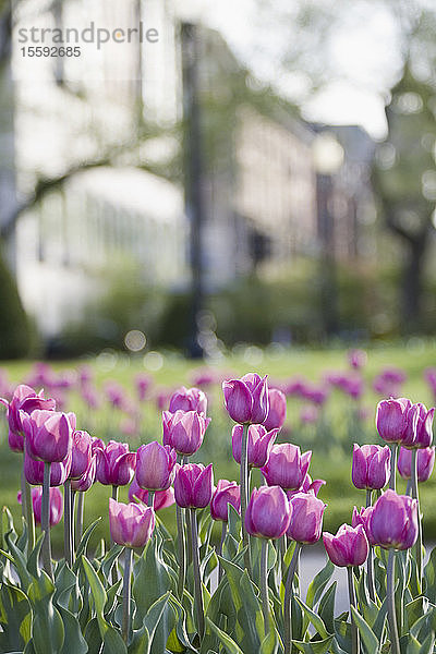 Nahaufnahme von Tulpenblüten in einem Garten