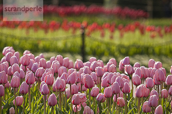 Rosa Tulpen in einem Garten  Boston Public Garden  Suffolk County  Massachusetts  USA