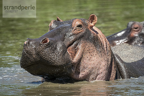 Nahaufnahme eines Flusspferdes (Hippopotamus amphibius)  das seinen Kopf im Fluss hebt  Grumeti Serengeti Tented Camp  Serengeti National Park; Tansania