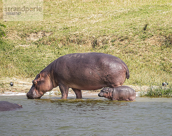 Flusspferd und Kalb (Hippopotamus amphibius) im Kazinga-Kanal  Queen-Elizabeth-Nationalpark; Westliche Region  Uganda