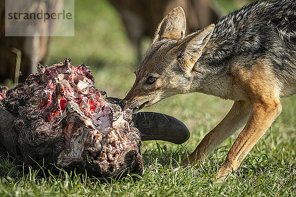 Nahaufnahme eines Schabrackenschakals (Canis mesomelas) beim Fressen eines Kadavers  Klein's Camp  Serengeti National Park; Tansania