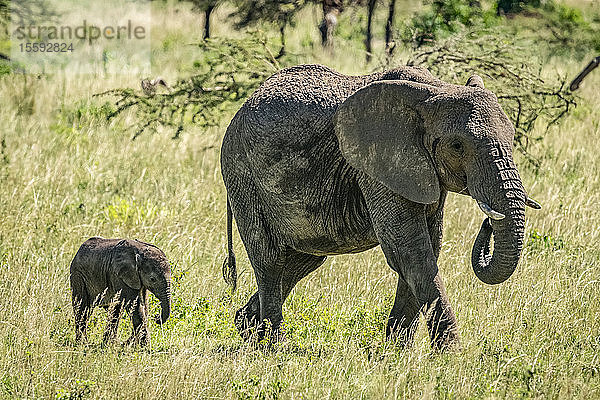 Das Kalb folgt dem afrikanischen Buschelefanten (Loxodonta africana) über das Grasland  Klein's Camp  Serengeti National Park; Tansania