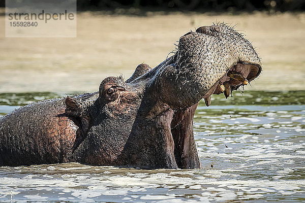 Flusspferd (Hippopotamus amphibius) öffnet sein Maul im schäumenden Flusswasser  Grumeti Serengeti Tented Camp  Serengeti National Park; Tansania