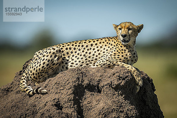 Gepard (Acinonyx jubatus) liegt auf einem Hügel mit unscharfem Hintergrund  Grumeti Serengeti Tented Camp  Serengeti National Park; Tansania