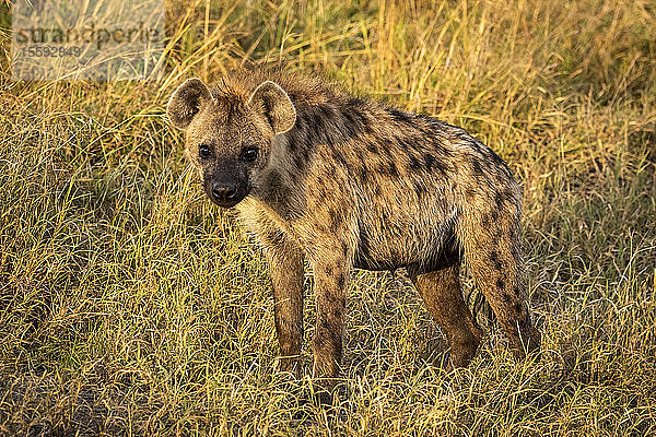 Tüpfelhyäne (Crocuta crocuta) steht und schaut direkt in die Kamera  Cottar's 1920s Safari Camp  Maasai Mara National Reserve; Kenia