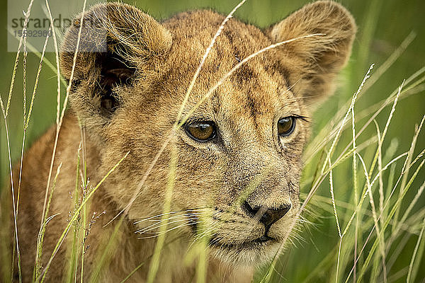 Nahaufnahme eines Löwenjungen (Panthera leo)  der durch das Gras schaut  Grumeti Serengeti Tented Camp  Serengeti National Park; Tansania