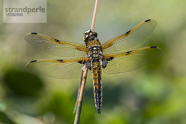 Ein Vierfleckiger Scherenschnabel (Libellula quadrimaculata)  offizielles Staatsinsekt von Alaska  auf einem Zweig; Astoria  Oregon  Vereinigte Staaten von Amerika