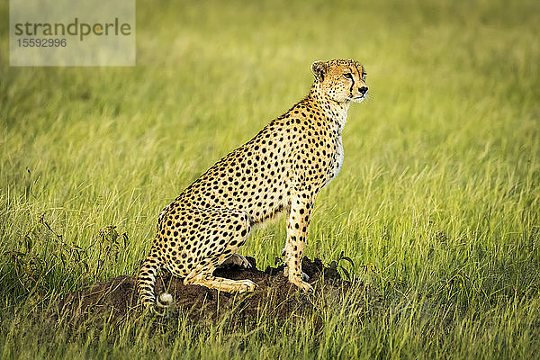 Gepard (Acinonyx jubatus) sitzt auf einem Termitenhügel im Sonnenschein  Grumeti Serengeti Tented Camp  Serengeti National Park; Tansania