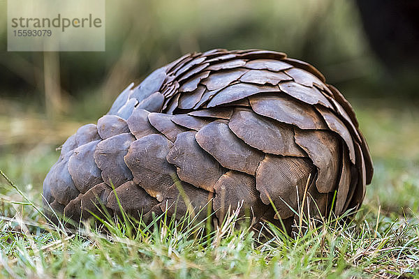 Schuppentier (Smutsia temminckii) zu einem Ball zusammengerollt im kurzen Gras  Cottar's 1920s Safari Camp  Maasai Mara National Reserve; Kenia