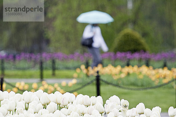 Tulpen in einem Garten  Boston Public Garden  Boston  Suffolk County  Massachusetts  USA