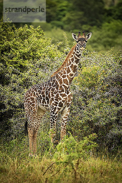 Masai-Giraffenbaby (Giraffa camelopardalis tippelskirchii)  steht und schaut in Richtung Kamera  Cottar's 1920s Safari Camp  Maasai Mara National Reserve; Kenia
