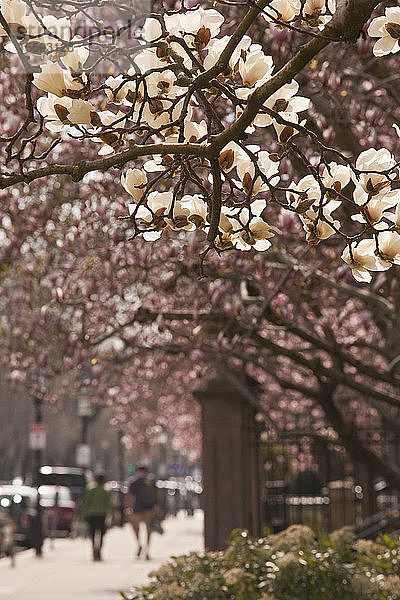 Apfelblütenbaum  Commonwealth Avenue  Boston  Suffolk County  Massachusetts  USA