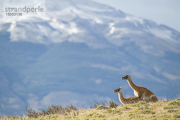 Das Guanako (Lama guanicoe) ist die Hauptnahrungsquelle des Pumas in Südchile; Torres del Paine  Chile