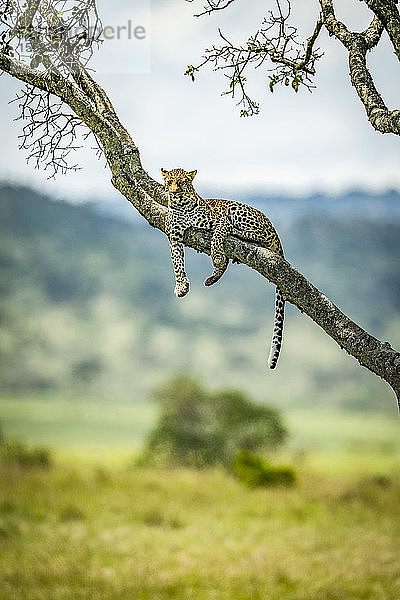 Leopard (Panthera pardus) liegt auf einem schrägen Ast und beobachtet die Kamera  Klein's Camp  Serengeti National Park; Tansania