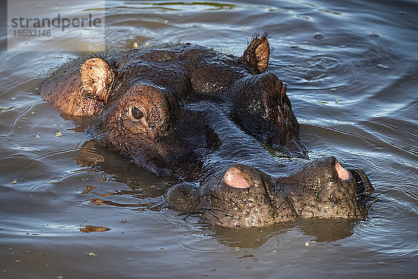 Flusspferd (Hippopotamus amphibius) mit nur dem Kopf über dem schlammigen Wasser  Grumeti Serengeti Tented Camp  Serengeti National Park; Tansania