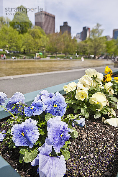 Petunienblüten am Froschteich in Boston Common  Boston  Massachusetts  USA