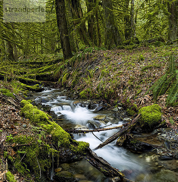 Bach  der über Felsen durch einen üppigen Wald mit moosbewachsenen Felsen und Bäumen fließt; Maple Ridge  British Columbia  Kanada