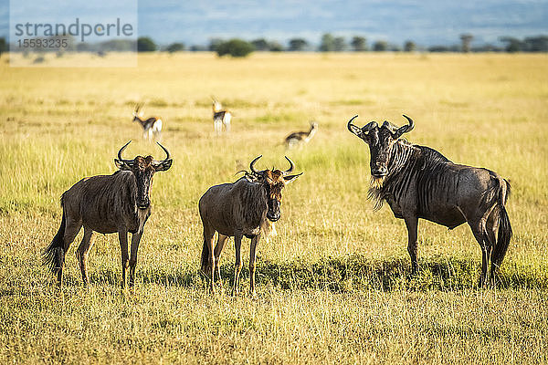 Drei Streifengnus (Connochaetes taurinus) stehen und starren in die Kamera  Grumeti Serengeti Tented Camp  Serengeti National Park; Tansanai