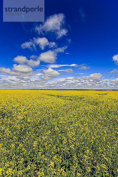 Blühendes Rapsfeld in den kanadischen Prärien; Saskatchewan  Kanada