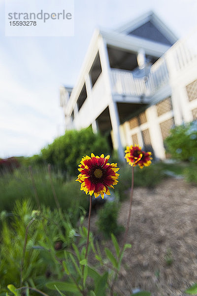 Blanket Blumen mit Strandhaus im Hintergrund