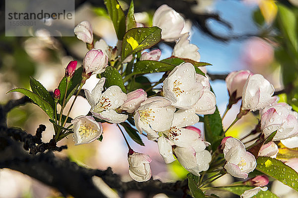 Teeapfel (Rosaceae)  (Malus Hupehensis)  New York Botanical Garden; Bronx  New York  Vereinigte Staaten von Amerika