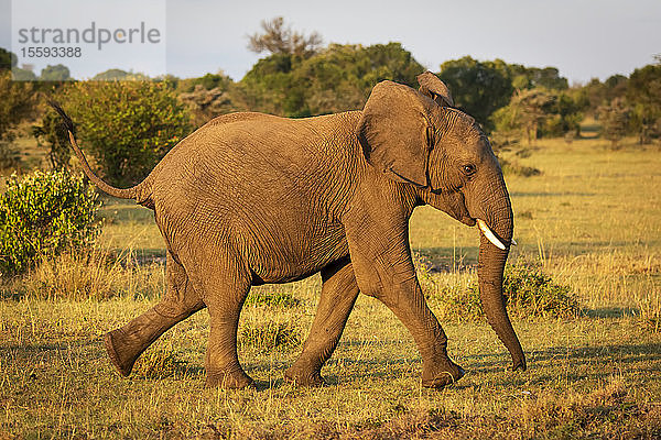 Afrikanischer Buschelefant (Loxodonta africana) läuft durch sonnenbeschienenes Gras  Cottar's 1920s Safari Camp  Maasai Mara National Reserve; Kenia