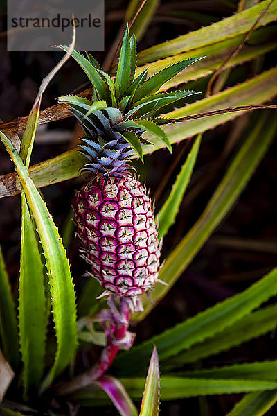 Ananas  die auf einer Pflanze wächst; Hawaii  Vereinigte Staaten von Amerika