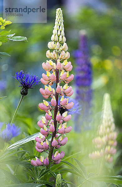 Blühende Lupinen (Lupinus) in einem Garten; Field  British Columbia  Kanada