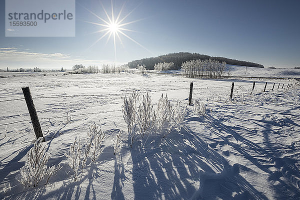 Raureif auf Bäumen um ein schneebedecktes Feld mit blauem Himmel und Sonnenstrahlen  in der Nähe von Winnipeg; Manitoba  Kanada