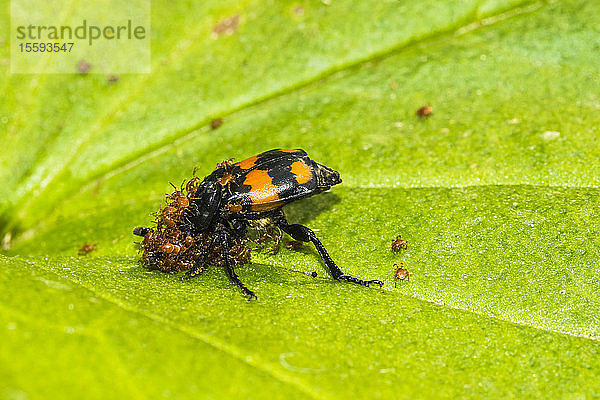 Beerdigungskäfer (Nicrophorus vespilloides)  der phoretische Milben (Anhalter) auf einem grünen Blatt trägt; Fairbanks  Alaska  Vereinigte Staaten von Amerika