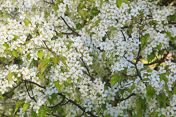 Kirschblütenbäume im Frühling im Arnold Arboretum  Boston  Massachusetts  USA