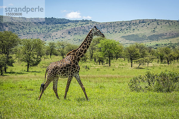 Massai-Giraffe (Giraffa camelopardalis tippelskirchii) wandert im Sonnenschein durch die Savanne  Klein's Camp  Serengeti-Nationalpark; Kenia