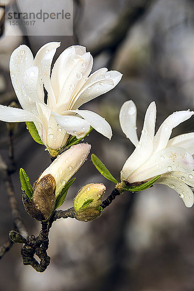 Frühe Sternmagnolien (Magnolia Stellata)  New York Botanical Garden; Bronx  New York  Vereinigte Staaten von Amerika