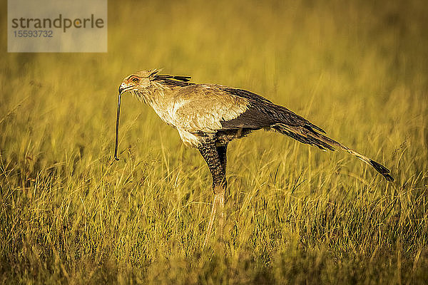 Sekretärvogel (Sagittarius serpentarius) hält eine Schlange im Schnabel  Grumeti Serengeti Tented Camp  Serengeti National Park; Tansania