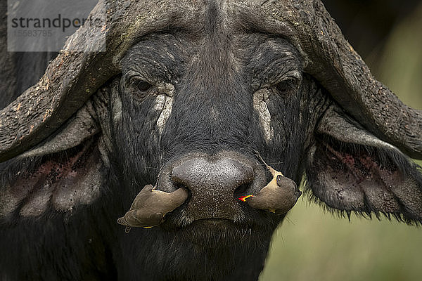 Zwei Gelbschnabelspechte (Buphagus africanus) in den Nasenlöchern von Kaffernbüffeln (Syncerus caffer)  Klein's Camp  Serengeti-Nationalpark; Tansania