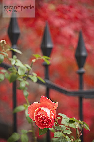 Nahaufnahme einer roten Rose  Commonwealth Avenue  Boston  Suffolk County  Massachusetts  USA