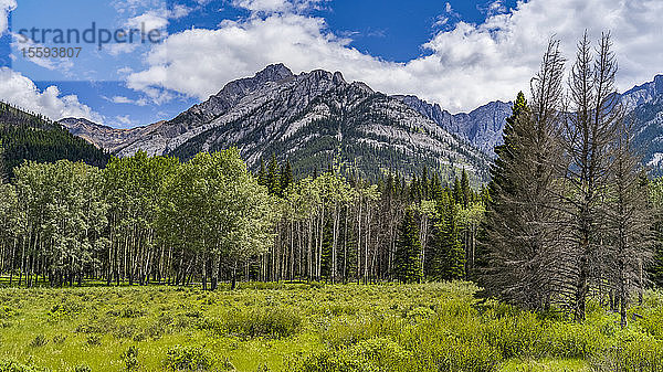 Rocky Mountains und Wald im Banff National Park entlang des Bow Valley Parkway; Improvement District No. 9  Alberta  Kanada