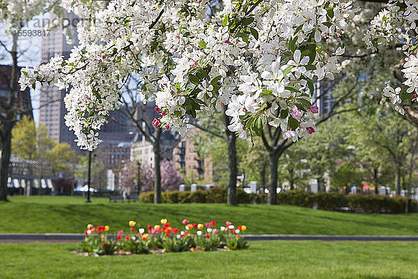 Blühende Blumen am Apfelblütenbaum  Christopher Columbus Waterfront Park  North End  Boston  Massachusetts  USA