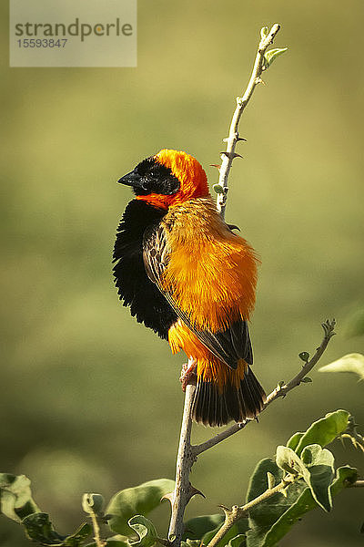 Schwarzflügel-Rotlibelle (Euplectes hordeaceus) auf Dornbusch mit Fanglicht  Grumeti Serengeti Tented Camp  Serengeti National Park; Tansania