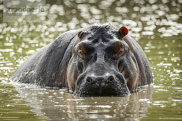 Ein von hinten beleuchtetes männliches Flusspferd (Hippopotamus amphibius) steht halb im Wasser und starrt bedrohlich in die Kamera. Seine Haut ist rosa und grau  und ein Ohr ist nach hinten geklappt. Grumeti Serengeti Tented Camp  Serengeti National Park; Tansania