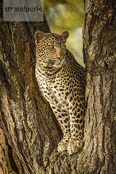 Leopard (Panthera pardus)  der aus einer Baumgabelung herausschaut  Grumeti Serengeti Tented Camp  Serengeti National Park; Tansania