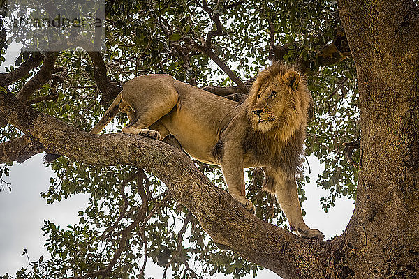 Männlicher Löwe (Panthera leo) steht auf einem Ast und schaut sich um  Cottar's 1920s Safari Camp  Maasai Mara National Reserve; Kenia