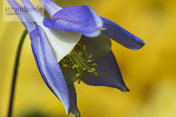 Eine McKana's Giant Columbine blüht in einem Blumenbeet in Oregon; Astoria  Oregon  Vereinigte Staaten von Amerika