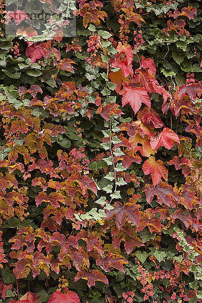 Bunte Blätter in einem Park  North End Park  Boston  Suffolk County  Massachusetts  USA