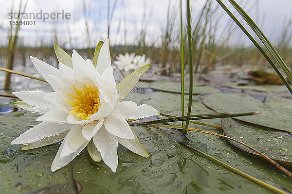 Seerosen nach dem Regen am Lake Umbagog  New Hampshire  USA