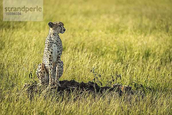 Gepard (Acinonyx jubatus) sitzt kopfüber auf einem Termitenhügel  Grumeti Serengeti Tented Camp  Serengeti National Park; Tansania